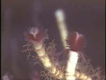 close-up of tubeworm