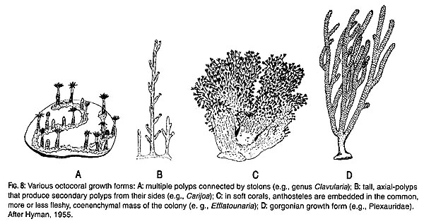 Different octocoral forms