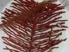 Various black corals in a bucket.