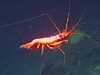 A deep sea shrimp out in open water.