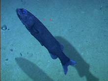 A slickhead at Bear Seamount.