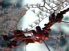 Octocoral polyps and a red brittle star, Asteronyx