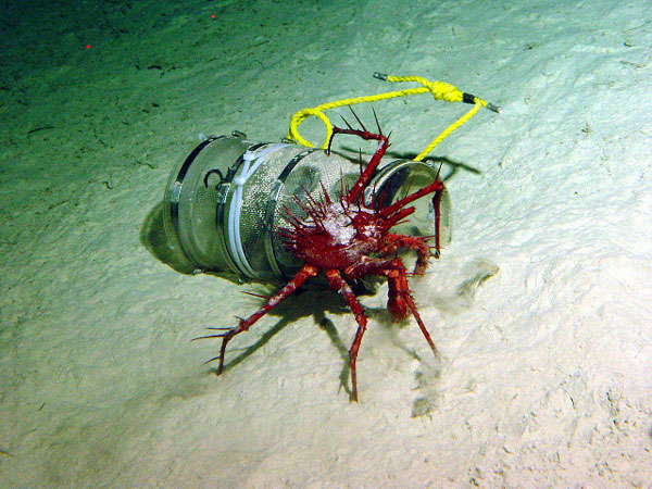 Neolithodes</em> sp. attending a scavenger trap.