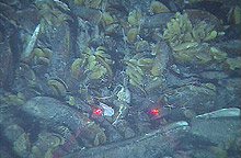 Bed of adult and juvenile mussels