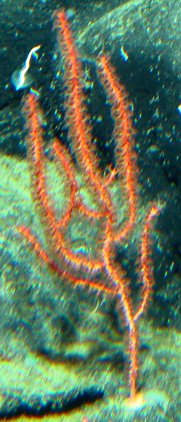 A specimen of Swifta simplex coral from the family Elisellid was collected on our first dive on Denson Seamount.