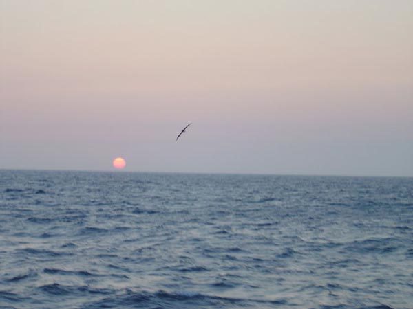 A black legged albatross flyies close to the ster of the Atlantis at sunset.