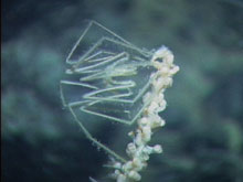 A sea spider or pycnogonid feeding on the body fluids of a coral.