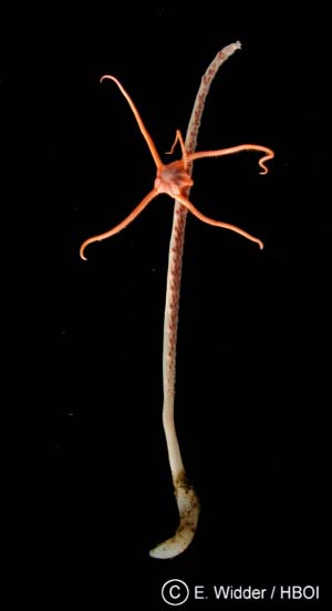 The figure on the left shows how the sea pen, Stylatula, appears under white light.