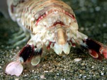 mantis shrimp