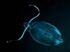 Caranchid squid.  Open water divers can more easily observe these creatures with polarizing filters.