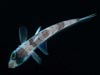 Under white light the green lenses of this 6-inch greeneye fish are still quite apparent.