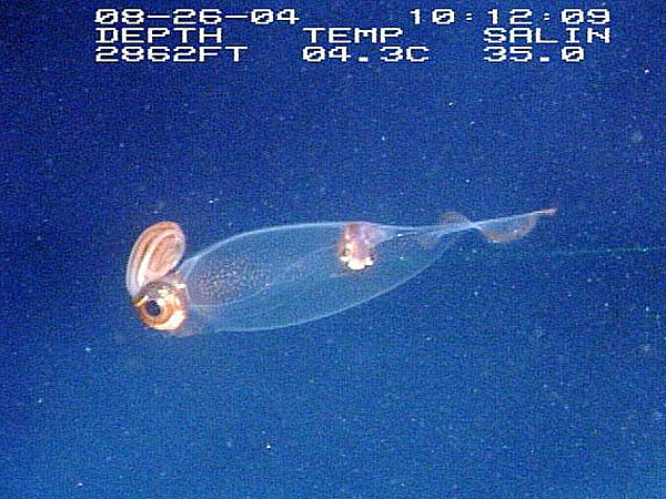 transparent squid