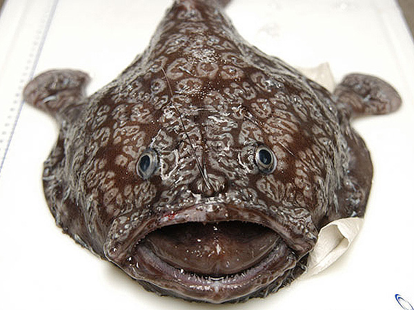 Shaefers anglerfish, Sladenia shaefersi