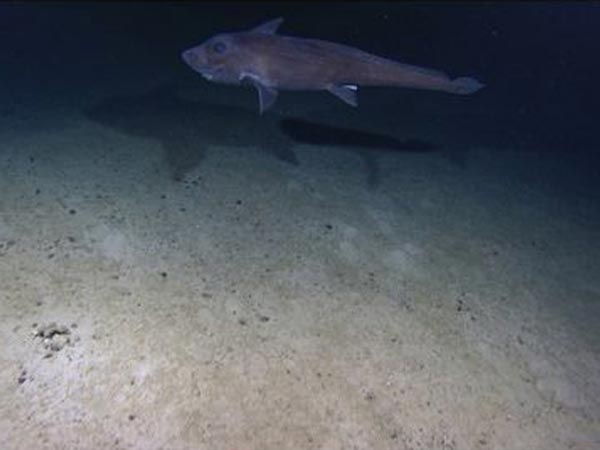 Chimaera on Bear Seamount.