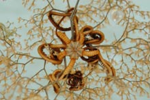 A close look at Metallogorgia with basket star.