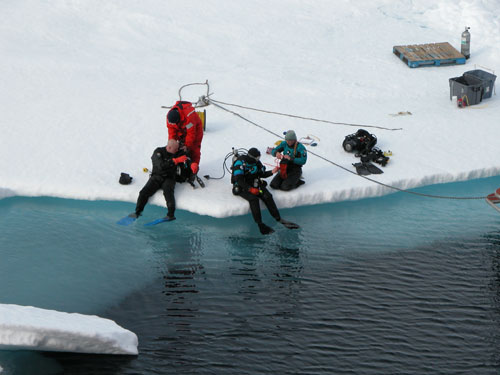 Photos taken underneath the ice surface show both the complexity of the ice structure as well as the stunning shades of blue.  When ice floes push together, they form pressure ridges that are visible both above and below the surface forming a complex habitat that supports an abundant and diverse assemblage of organisms