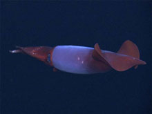 A BoreoAtlantic Armhook Squid, Gonatus fabricii.