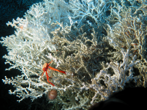 Fig. 1. A large Lophelia coral bush with a squat lobster and sea urchin, below the crab.