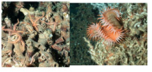 Close up view of small brittle stars