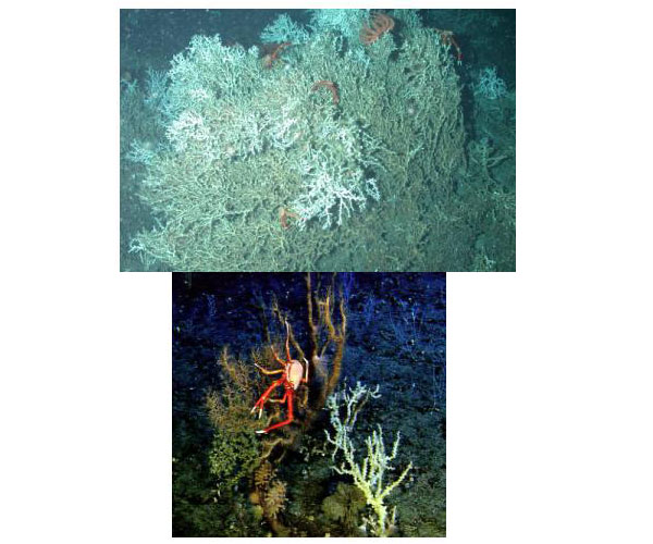 Large lophelia coral bush off North Carolina