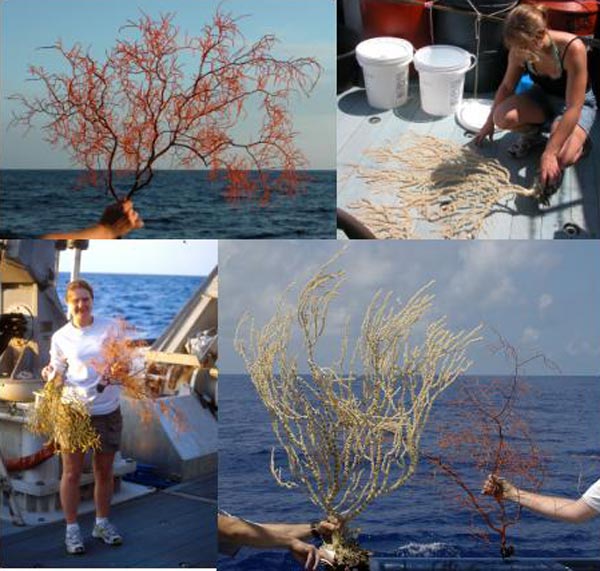 Black and Bamboo corals immediately after being taken from the submersible.