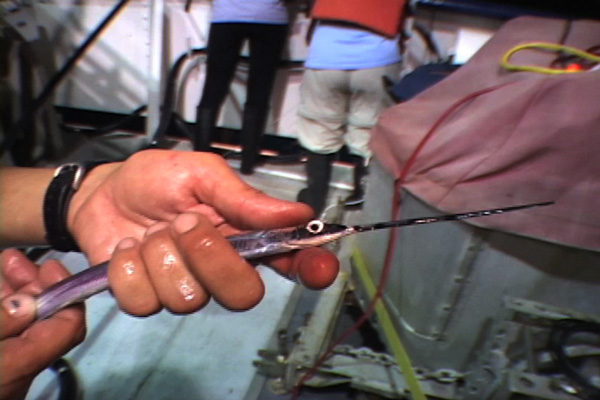 Halfbeak caught by dip net during nightlighting session.