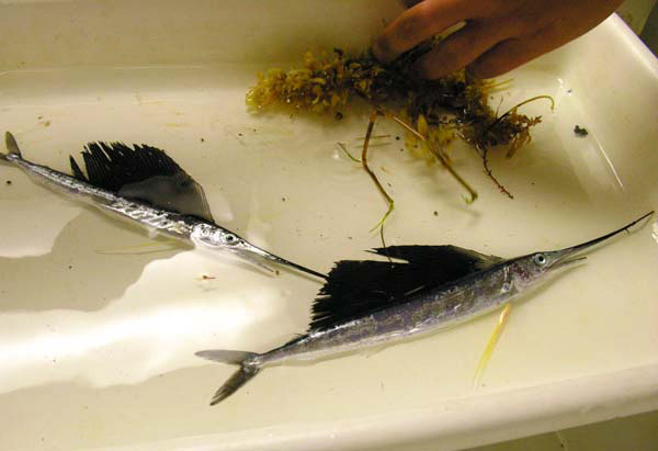 Juvenile Sailfish (Istiophurus platypterus) specimens caught with Neuston
net.