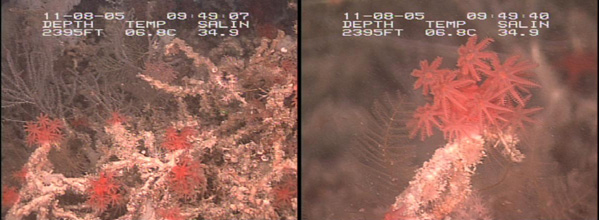 Two views of red coral.
