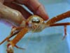 Photo shows close-up of photoreceptors of crab collected from 1800 feet.