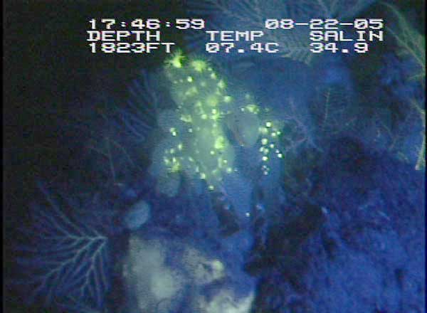 Zooanthid polyps under fluorescent light setting