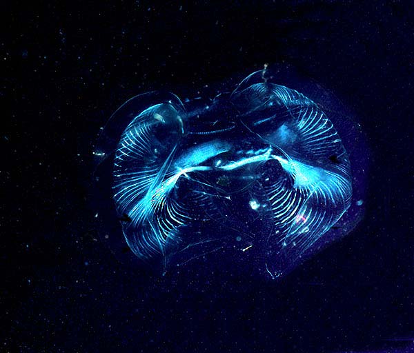 The lobate ctenophore Ocyropsis maculata