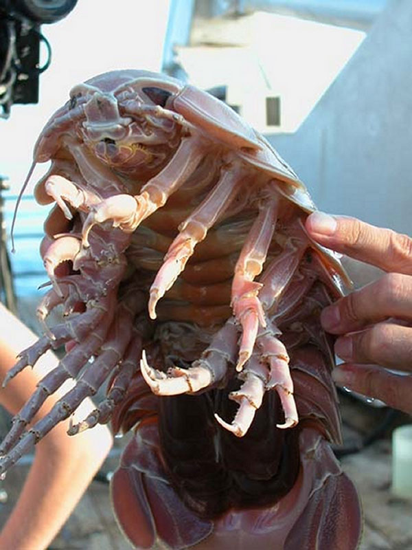 The charisimatic deep sea crustacean, Bathynomis giganteus.