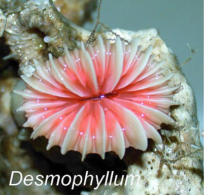 Desmophyllum