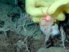 A red vermillion crab (Paralomis verrilli) dangles from a yellow sponge, amidst a white sponge, white coral, shrimp, brittle stars, and an isopod on the Davidson Seamount