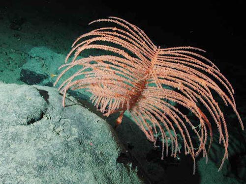 Southeastern US (SEUS) and Gulf of Mexico continental slope coral ecosystems.