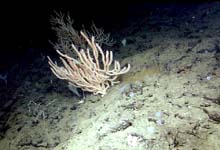 Bamboo coral like this can live to be more than 200 years old.