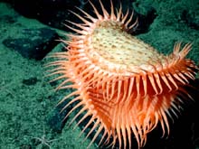 An unidentified cnidarian that resembles a Venus flytrap from the family Hormathiidae.  Found at 1874 meters depth on the slopes of the Davidson Seamount.  