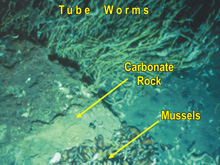 A chemosynthetic community