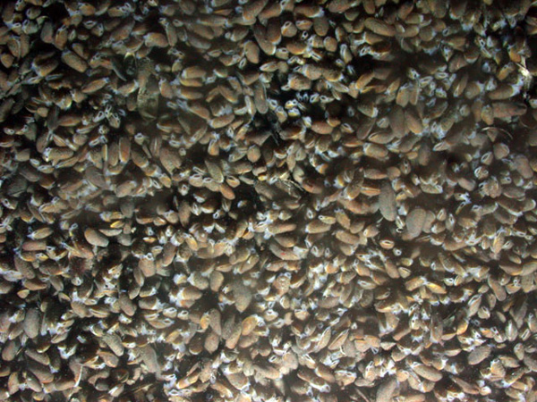 mussel carpet