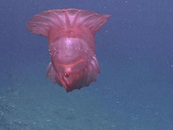 pelagic sea cucumber 