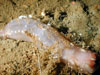 A close-up view of a Chirodota heheva in a recently discovered pogonophoran field. The small white flea-like organisms covering this individual are amphipods, 'scuds.