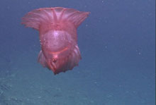 pelagic sea cucumber