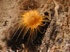 This tiny orange sea anemone is growing on a rock near the natural asphalt site.