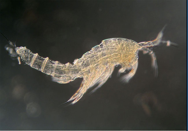 copepod