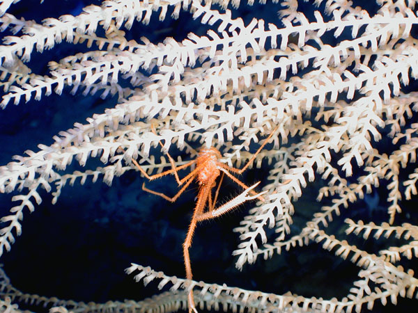 Fig. 3 A gorgonian bamboo coral, Keratoisis sp. from 1,410 meters (4,626 feet) in Green Canyon 852.