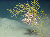 A small gorgonian with polyps retracted. The colony is attached to a small rock in soft substrate, with a brittle star on the colony and shrimp at the base.