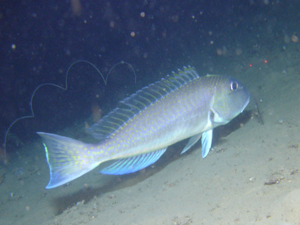 A golden tilefish (Lopholatilus) on soft sediment with a coiled seawhip in the background. 