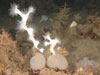 Lophelia pertusa colony with polpys extended.