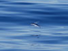 Flying fish are a common sight in the waters just outside Bermuda’s protective reef.