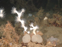 A close-up of the scleractinian coral Lophelia pertusa